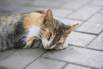 Картинка животные коты сон кошка плитка