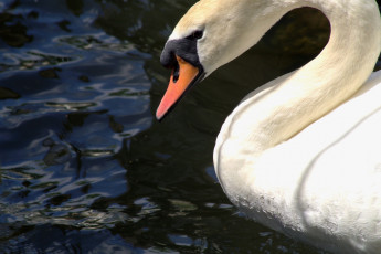 Картинка животные лебеди белый грация клюв вода шея профиль