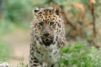 Картинка животные леопарды хищник морда