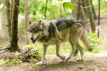 Картинка животные волки +койоты +шакалы волк мех