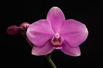 Картинка цветы орхидеи макро лепестки