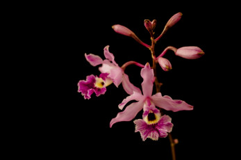 Картинка цветы орхидеи ветка розовый макро лепестки яркий цвет нежность