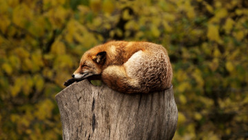 Картинка животные лисы animals пенек лиса stump fox