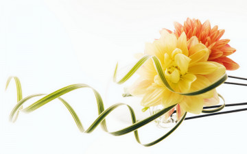 Картинка цветы георгины ленты