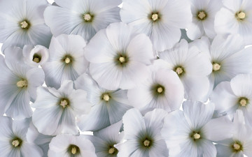 Картинка цветы лаватера белые