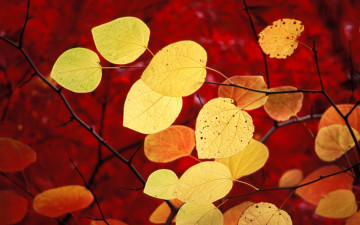 Картинка природа листья ветки осень