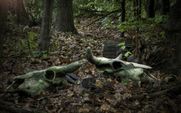 Картинка разное кости +рентген листва лес черепа