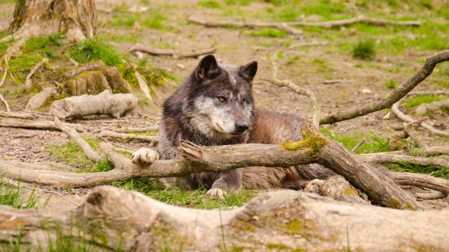 Обои картинки фото животные, волки,  койоты,  шакалы, отдых, волк, мох, бревна, морда