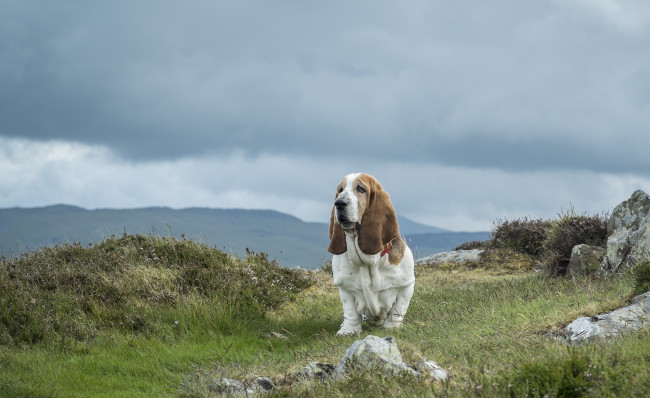Обои картинки фото животные, собаки, гора, сноудон, камни, трава, собака, бассет-хаунд, snowdonia, национальный, парк, уэльс, небо, тучи