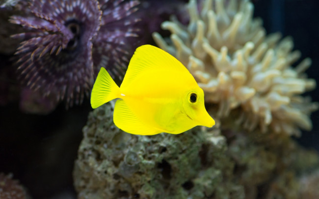 Обои картинки фото животные, рыбы, рыбка, желтый, макро, яркий, аквариум