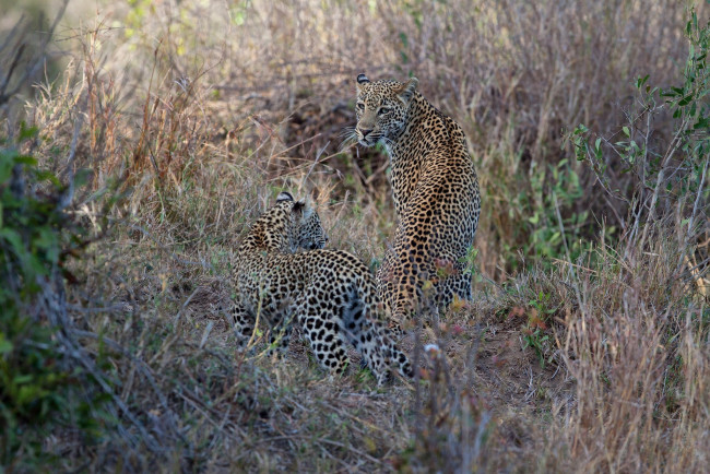 Обои картинки фото животные, леопарды, детеныш, мама, заросли, пятна, семья, пара