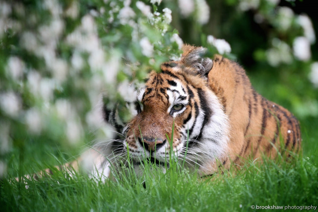 Обои картинки фото животные, тигры, кошка, морда, отдых, трава