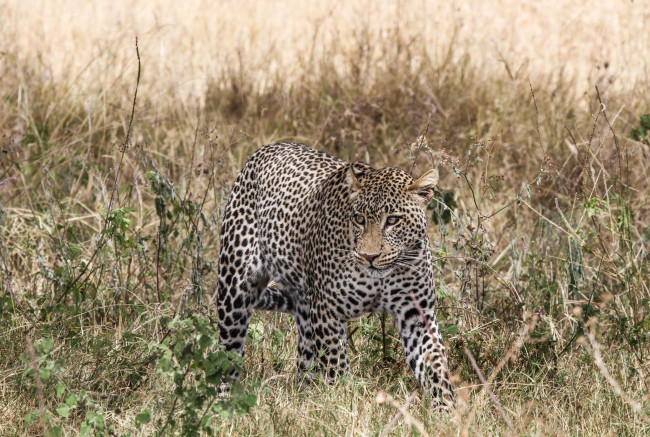 Обои картинки фото животные, леопарды, хищник, молодой, пятна, морда, трава, сухая