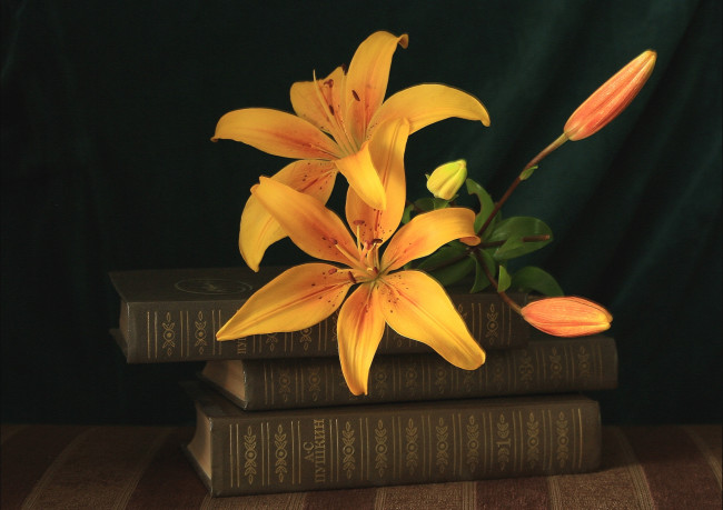 Обои картинки фото цветы, лилии,  лилейники, желтый, пушкин, книги