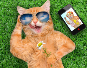 обоя юмор и приколы, трава, цветок, очки, смартфон, рыжий