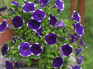 Картинка цветы петунии +калибрахоа фиолетовые