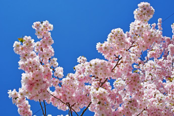 Картинка цветы цветущие+деревья+ +кустарники розовые