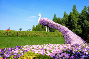 Картинка дубаи разное садовые+и+парковые+скульптуры трава павлин петунии цветы