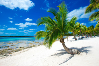 Картинка природа тропики пальмы песок