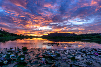 Картинка природа восходы закаты закат облака небо озеро вечер лотос