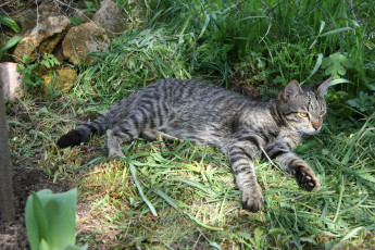 Картинка животные коты трава камни
