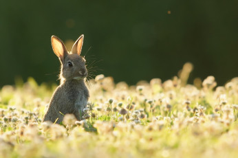 обоя животные, кролики,  зайцы, лето, природа, заяц