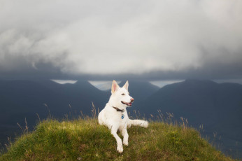 Картинка животные собаки собака горы природа
