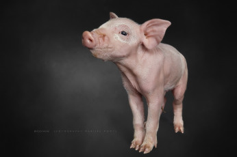Картинка животные свиньи +кабаны фон поросёнок природа