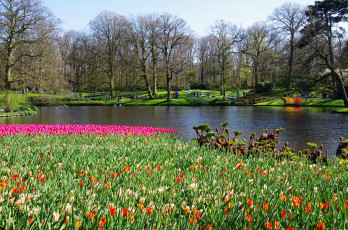 Картинка природа парк тюльпаны люди деревья водоем