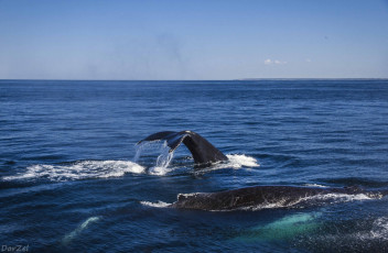 Картинка животные киты +кашалоты океан хвост кит