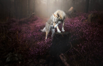 Картинка животные собаки собака лес природа