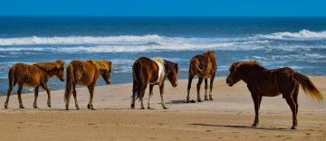 Картинка животные лошади табун море песок
