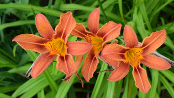 Картинка цветы лилии +лилейники оранжевый