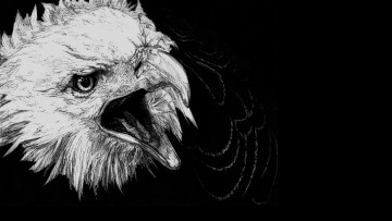 Картинка рисованное животные +птицы +орлы голова черный фон орел