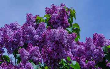 Картинка цветы сирень небо листья фиолетовый