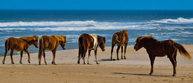 Обои картинки фото животные, лошади, табун, море, песок