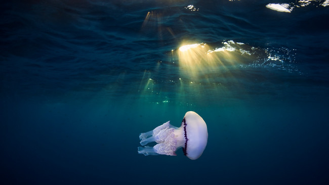 Обои картинки фото животные, медузы, свет, медуза, море