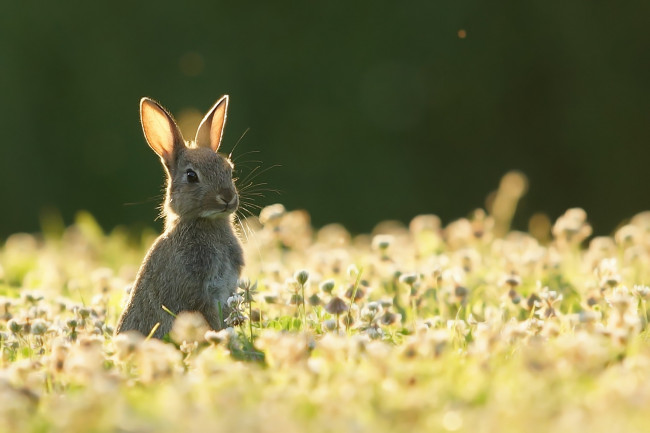 Обои картинки фото животные, кролики,  зайцы, лето, природа, заяц