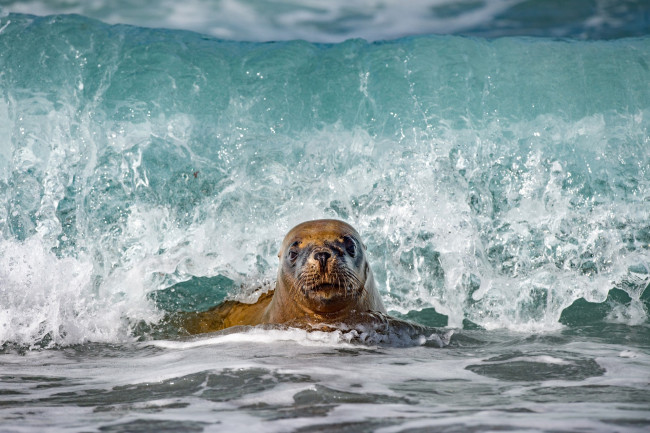 Обои картинки фото животные, тюлени,  морские львы,  морские котики, брызги, вода