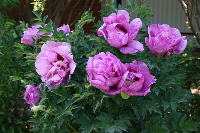 Обои картинки фото цветы, пионы, цветок, розовый
