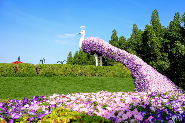 Обои картинки фото дубаи, разное, садовые и парковые скульптуры, трава, павлин, петунии, цветы
