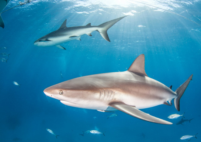 Обои картинки фото животные, акулы, под, водой