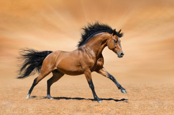 Картинка животные лошади песок пустыня галоп конь