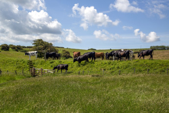Картинка животные коровы +буйволы луг трава стадо