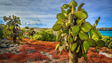 Картинка цветы кактусы остров пласа-сур эквадор