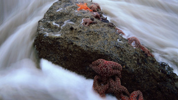 Картинка животные морские+звёзды камень морские звезды вода