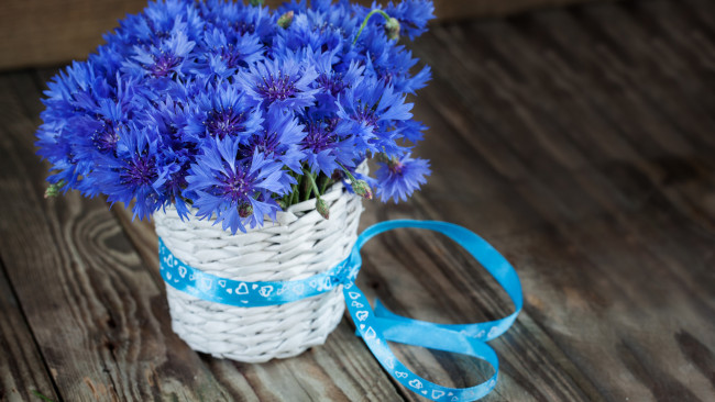 Обои картинки фото цветы, васильки, синий, букет, лента