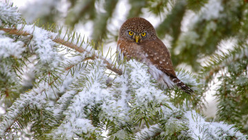 Картинка животные совы зима снег ветки сова хвоя сыч