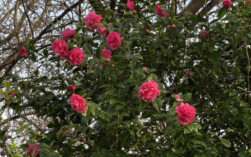 Картинка цветы камелии розовые куст