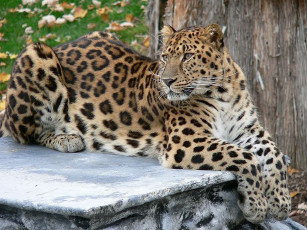 обоя животные, леопарды
